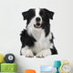 Border Collie Breed 15 Wall Decal