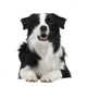 Border Collie Breed 15 Wall Decal