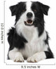 Border Collie Breed 15 Wall Decal