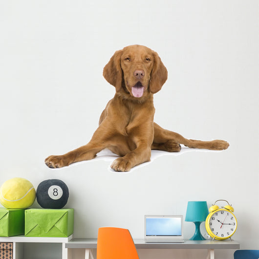 Vizsla 9 Mois Wall Decal