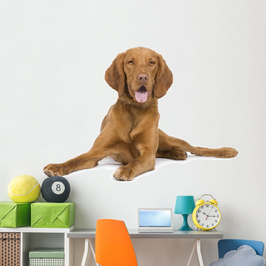 Vizsla 9 Mois Wall Decal