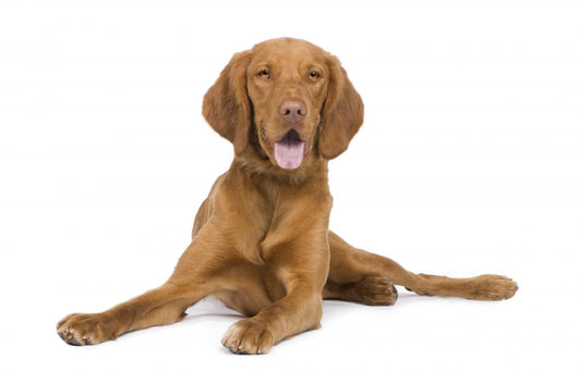 Vizsla 9 Mois Wall Decal