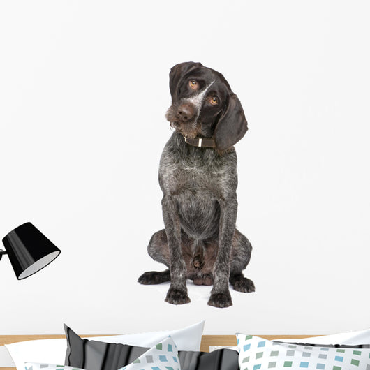 German Short-haired Pointer Dog Wall Decal