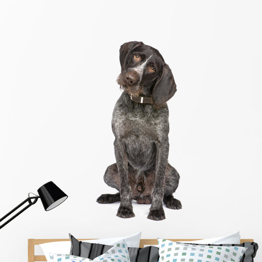 German Short-haired Pointer Dog Wall Decal