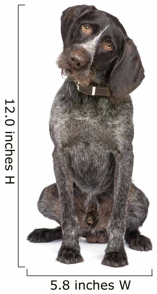 German Short-haired Pointer Dog Wall Decal