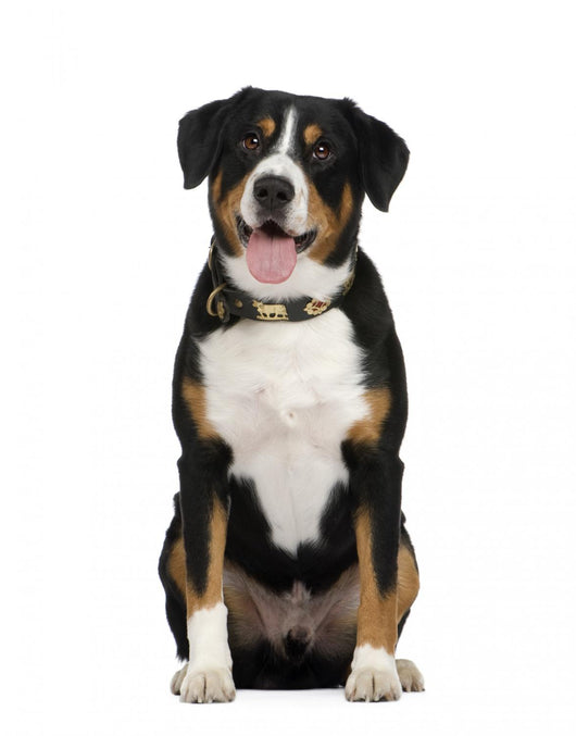 Entlebucher Mountain Dog Wall Decal