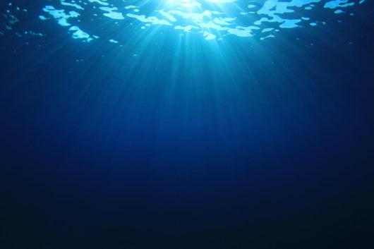 Underwater Sea Ocean Wall Decal