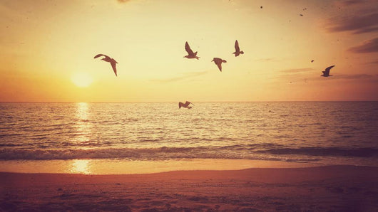 Sunrise and Flying Birds Wall Decal