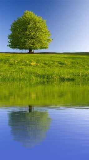 Tree with Reflection Wall Decal