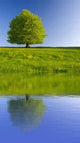 Tree with Reflection Wall Decal