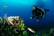 And Wrasse Diver 2 Wall Decal