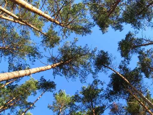Sky Trees Wall Decal