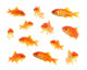 Goldfische Wall Decal