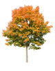 Autumn Maple Tree White Wall Decal