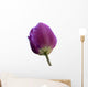 Purple Tulip White Wall Decal