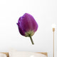 Purple Tulip White Wall Decal
