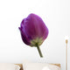 Purple Tulip White Wall Decal