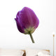 Purple Tulip White Wall Decal