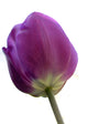 Purple Tulip White Wall Decal