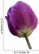 Purple Tulip White Wall Decal