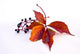 Autumn 081008 006 Wall Decal