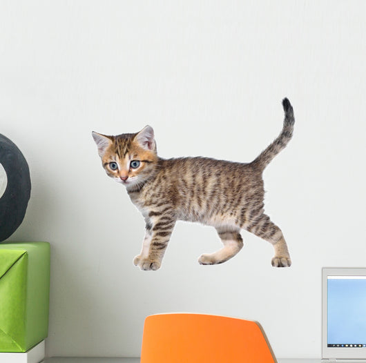Shorthair Brindled Kitten Goes Wall Decal