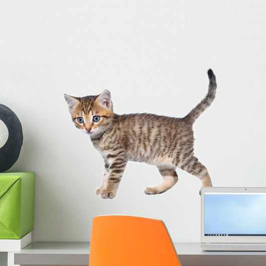 Shorthair Brindled Kitten Goes Wall Decal