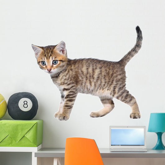 Shorthair Brindled Kitten Goes Wall Decal