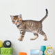 Shorthair Brindled Kitten Goes Wall Decal
