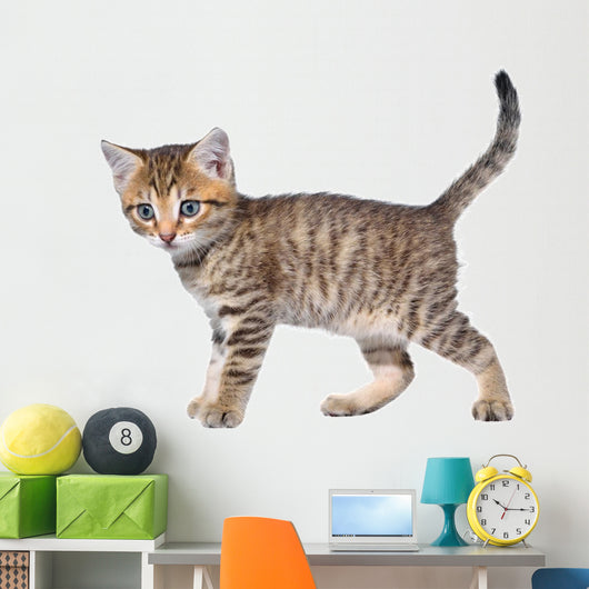 Shorthair Brindled Kitten Goes Wall Decal