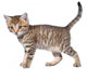 Shorthair Brindled Kitten Goes Wall Decal