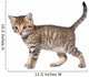 Shorthair Brindled Kitten Goes Wall Decal