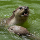Otter Wall Decal