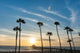 Tropical Palms along Californian Wall Decal