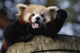 Waving Red Panda Wall Decal