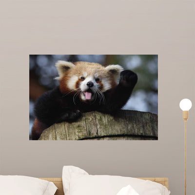 Waving Red Panda Wall Decal shown on a wall