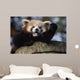 Waving Red Panda Wall Decal