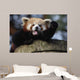 Waving Red Panda Wall Decal