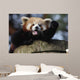 Waving Red Panda Wall Decal