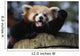 Waving Red Panda Wall Decal