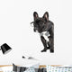 French Bulldog Glasses and Wall Decal