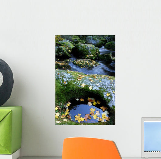 Bach with Mossy Stones Wall Decal