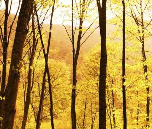 Fall Forest Wall Decal