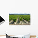 Vines Wall Decal
