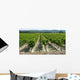 Vines Wall Decal