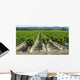 Vines Wall Decal