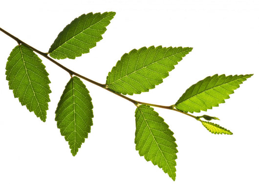 Tree Branch with Green Wall Decal