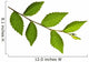 Tree Branch with Green Wall Decal