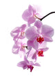 Pink Orchid Wall Decal Design 1
