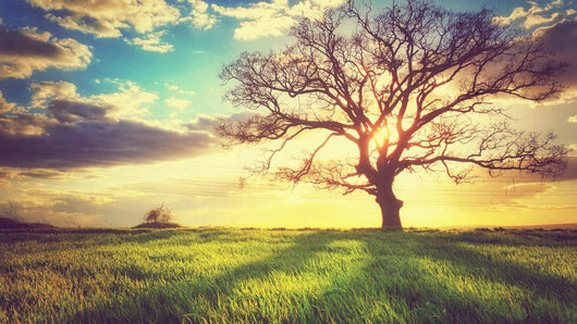 Spring Sunset Lonely Tree Wall Decal